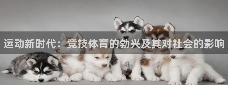 3377体育全网