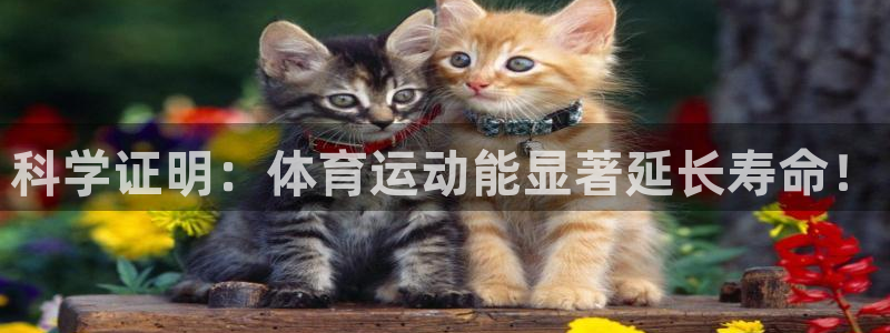 3377体育在线登录官网入口